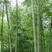 大型毛竹种子青竹苗刚竹四季竹子雷竹食用竹笋大青