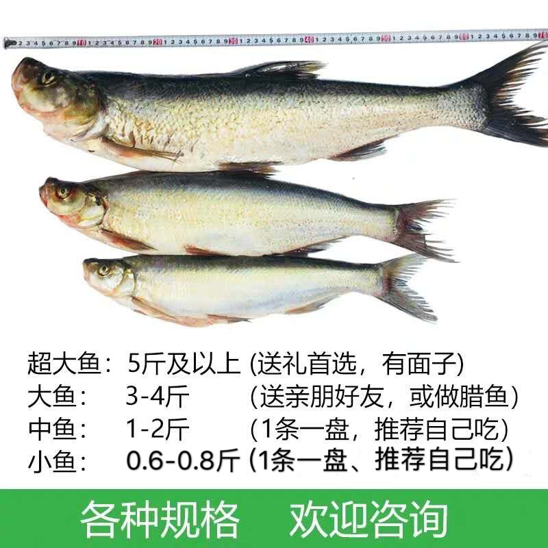 丹江口水库野生翘嘴白