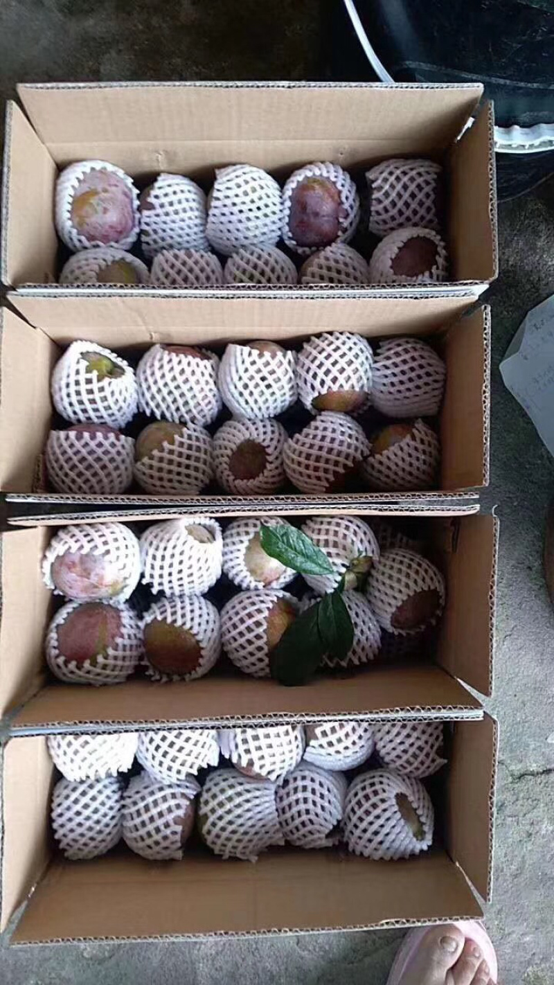 芙蓉李
