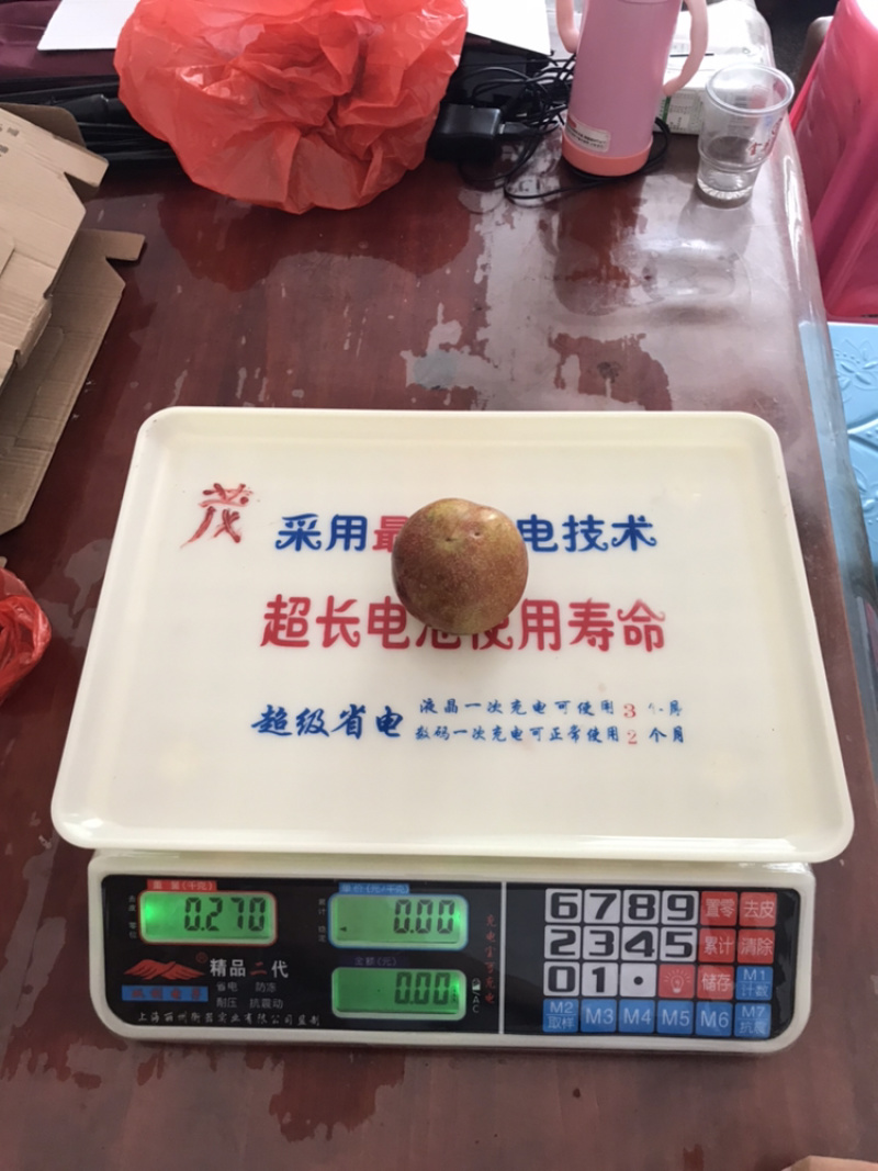 芙蓉李