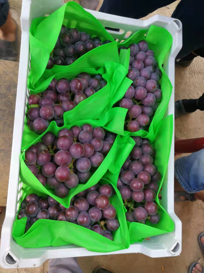乒乓球葡萄腾仁葡萄，专业代办，葡萄基地，乒乓球大颗粒