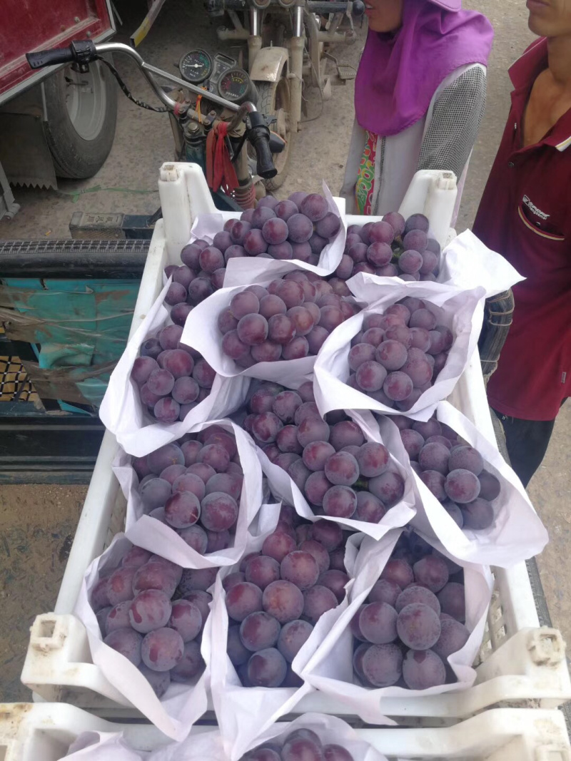 乒乓球葡萄腾仁葡萄，专业代办，葡萄基地，乒乓球大颗粒