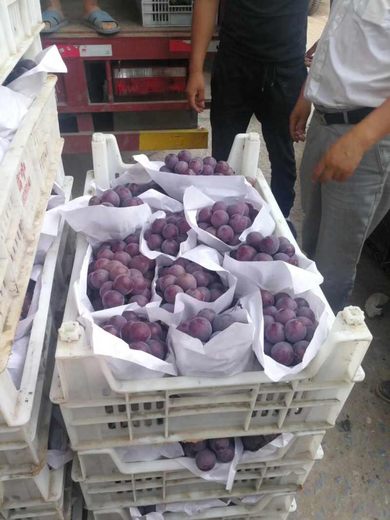 乒乓球葡萄腾仁葡萄，专业代办，葡萄基地，乒乓球大颗粒