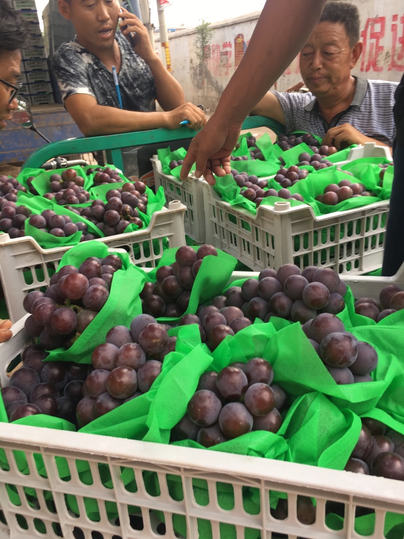 乒乓球葡萄腾仁葡萄，专业代办，葡萄基地，乒乓球大颗粒
