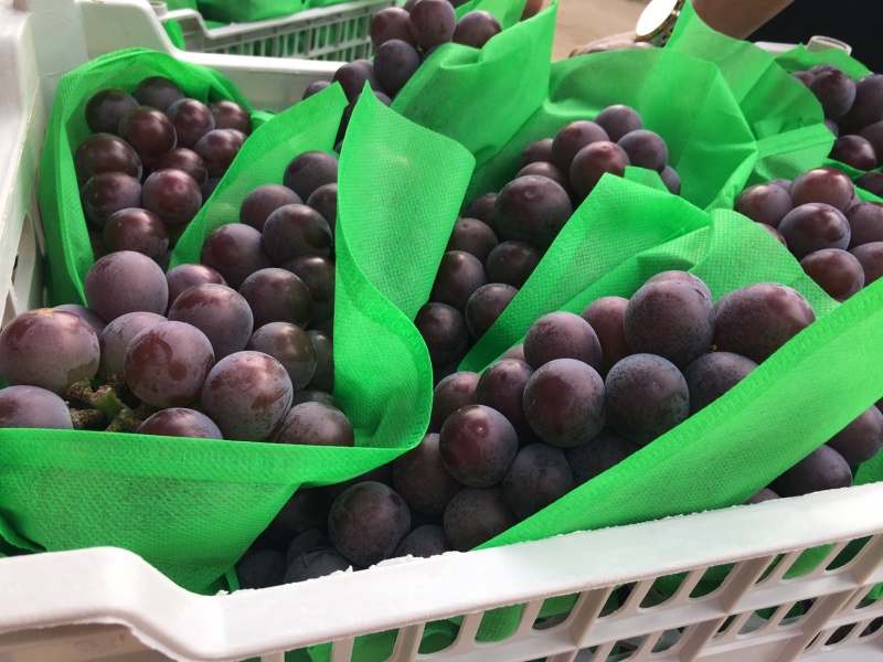 乒乓球葡萄腾仁葡萄，专业代办，葡萄基地，乒乓球大颗粒