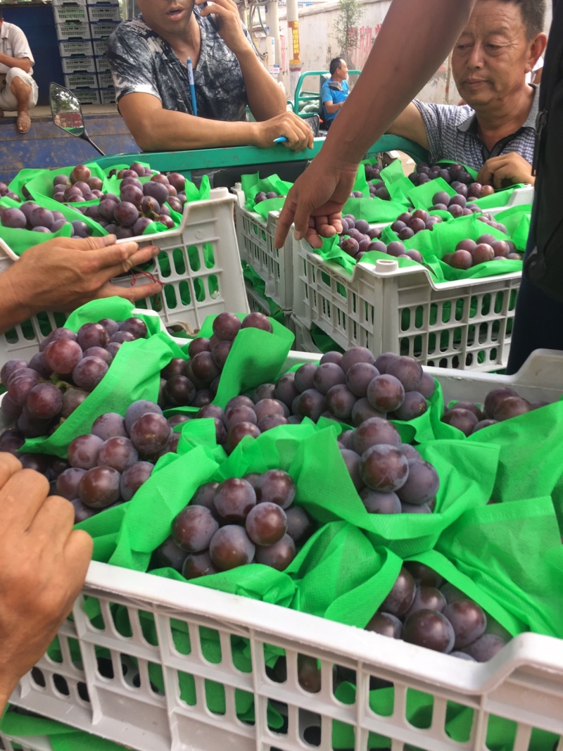 乒乓球葡萄腾仁葡萄，专业代办，葡萄基地，乒乓球大颗粒