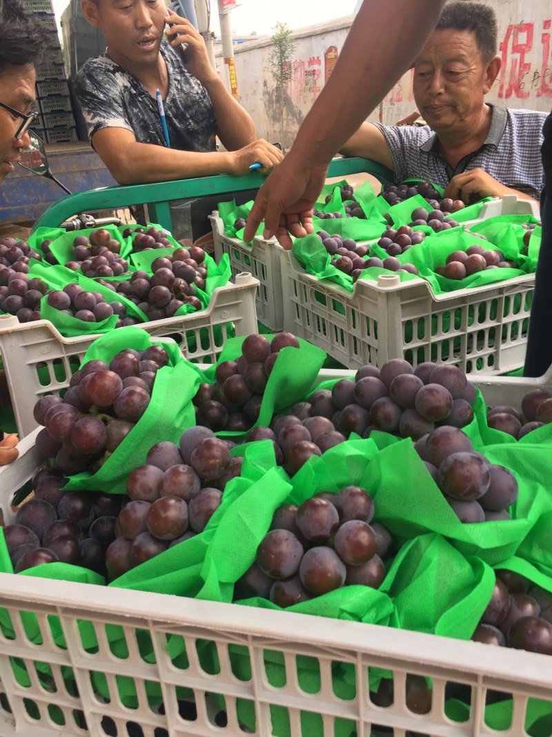 乒乓球葡萄腾仁葡萄，专业代办，葡萄基地，乒乓球大颗粒