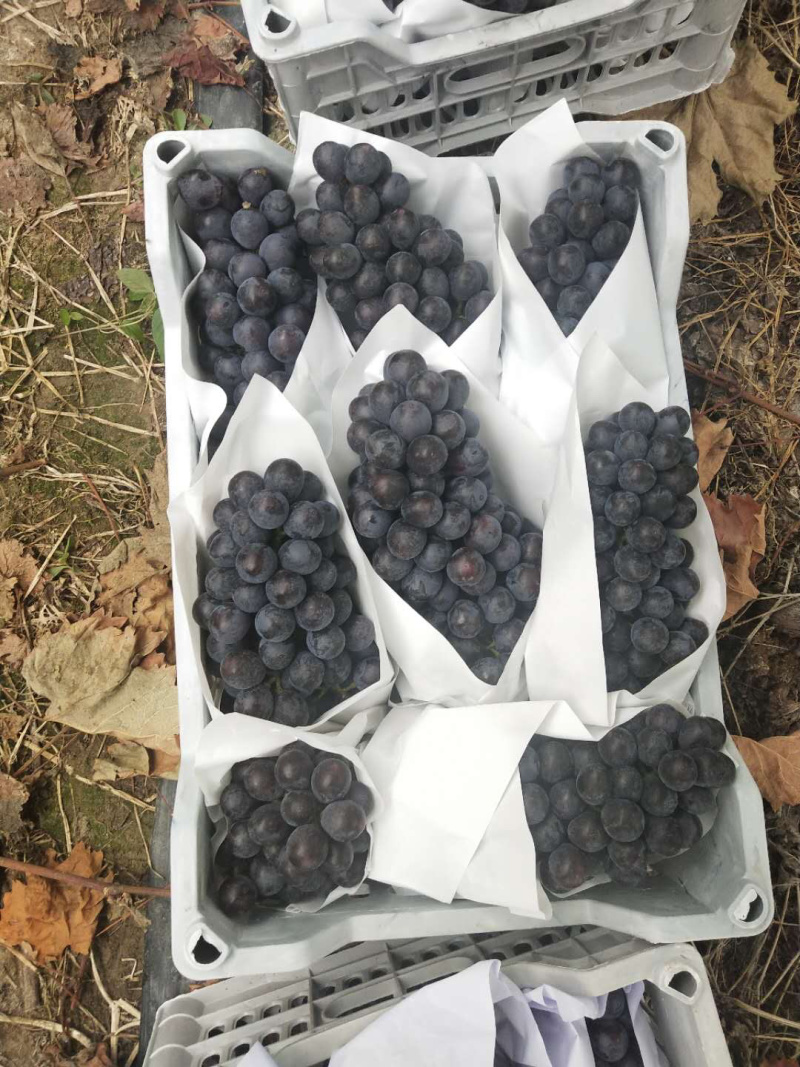 夏黑葡萄，河北葡萄基地大量供应专业代办早熟葡萄