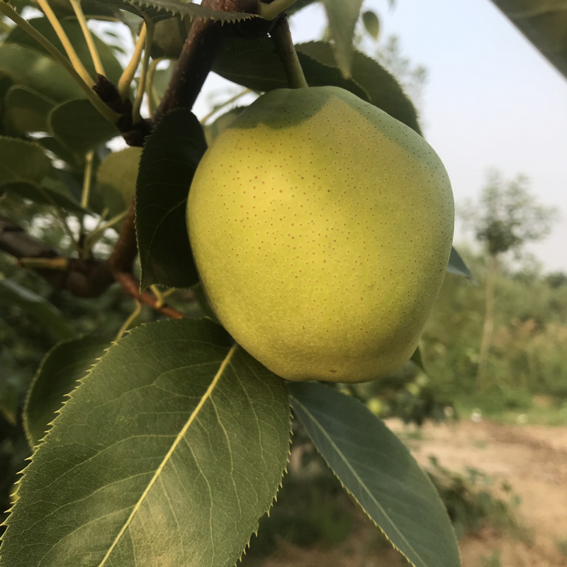 脆甜多汁早酥梨果大成色好