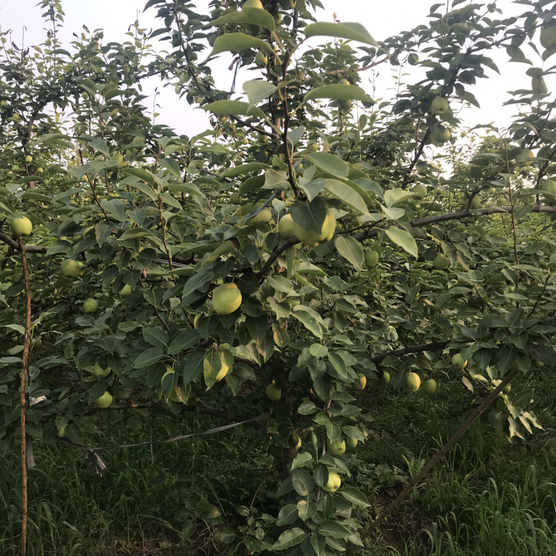 脆甜多汁早酥梨果大成色好