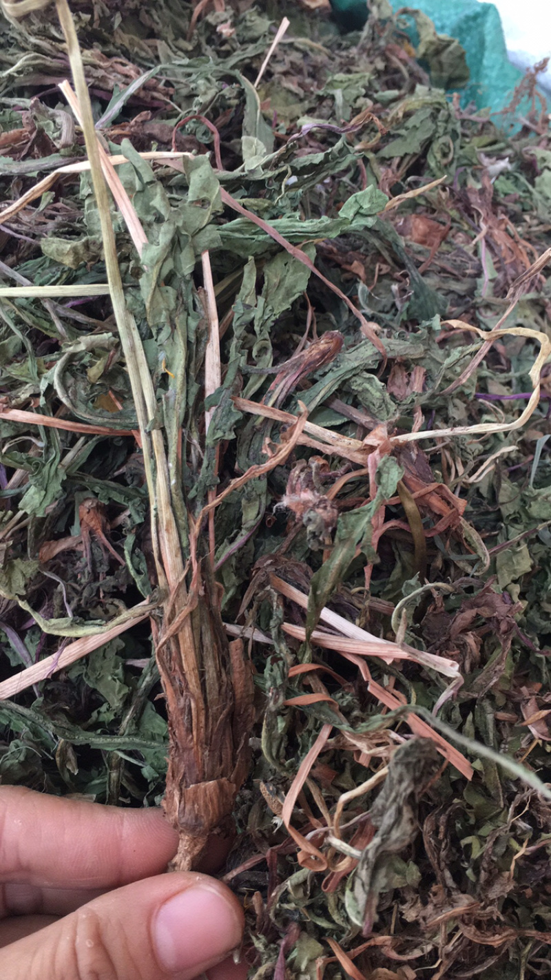 野生蒲公英新货