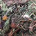 野生蒲公英新货