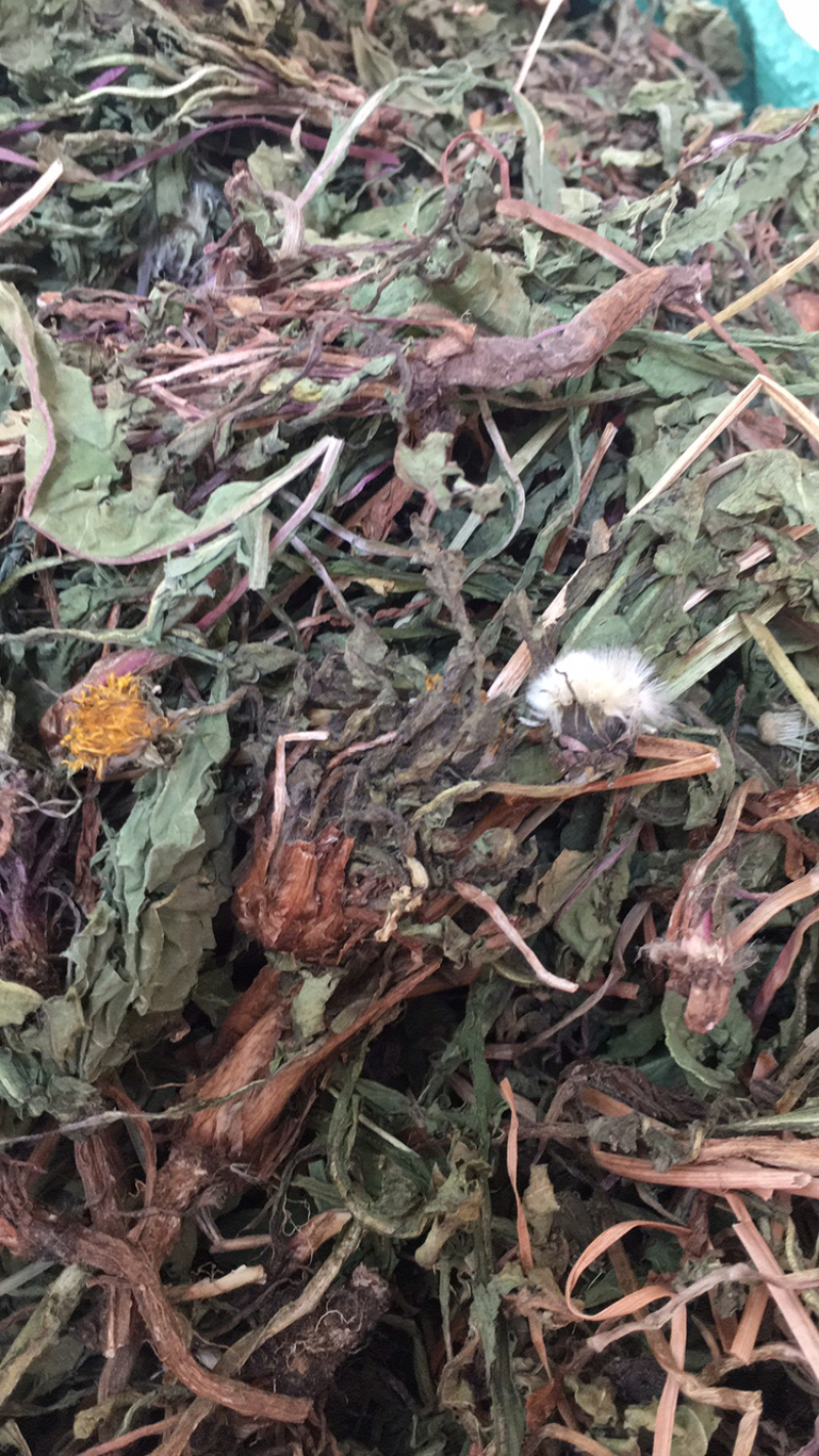 野生蒲公英新货