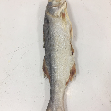 马友咸鱼