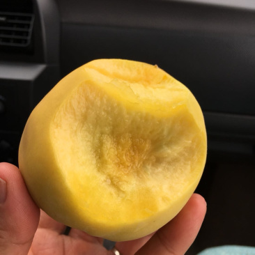 50万斤黄金冠黄桃