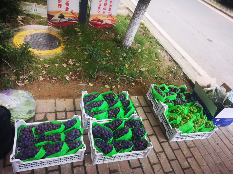 百万亩大棚夏黑葡萄