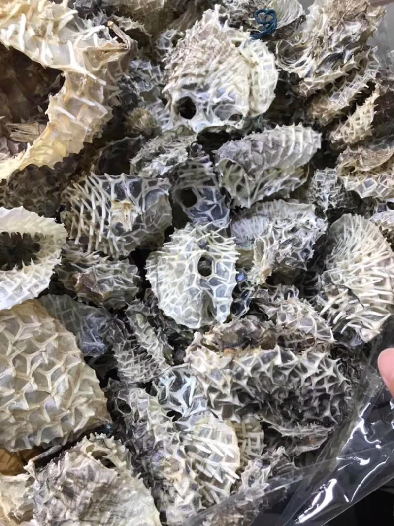 刺龟皮，新鲜淡干