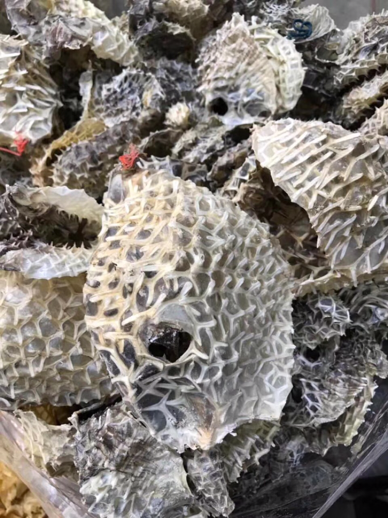 刺龟皮，新鲜淡干