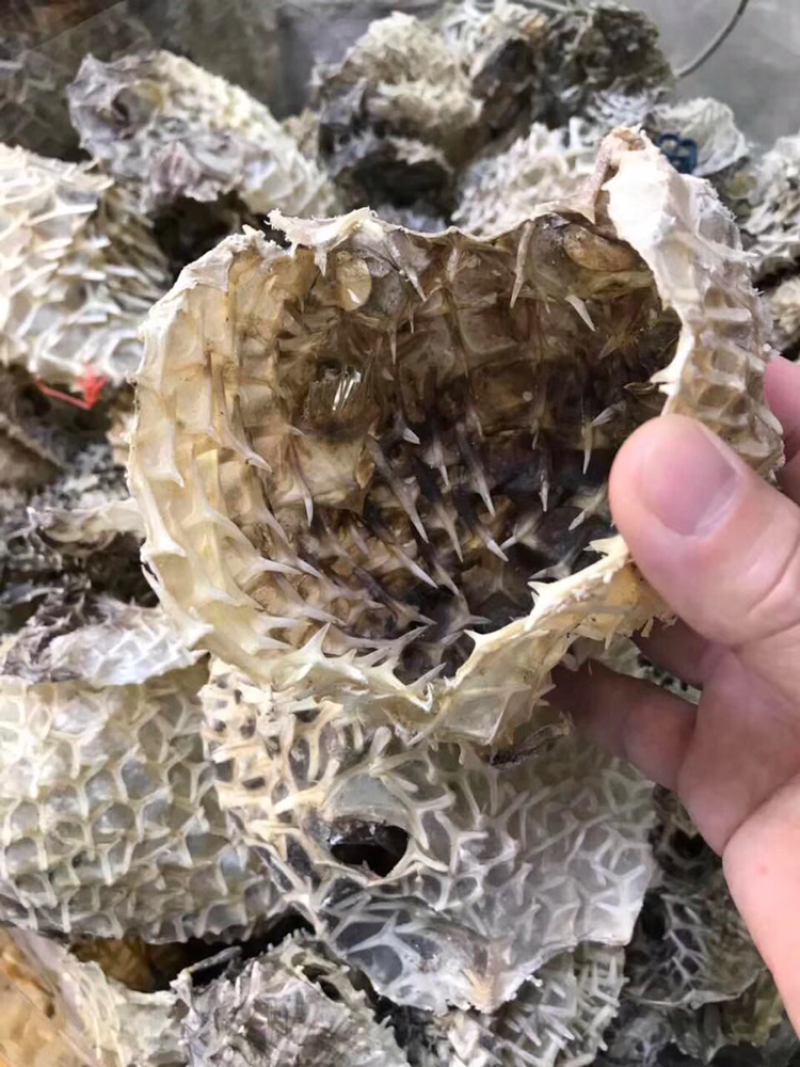刺龟皮，新鲜淡干