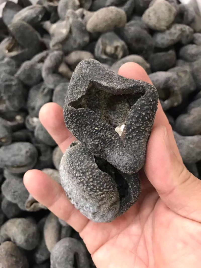 海参，淡干球参