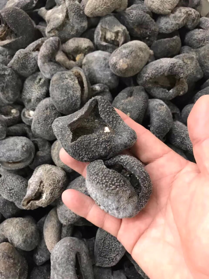 海参，淡干球参