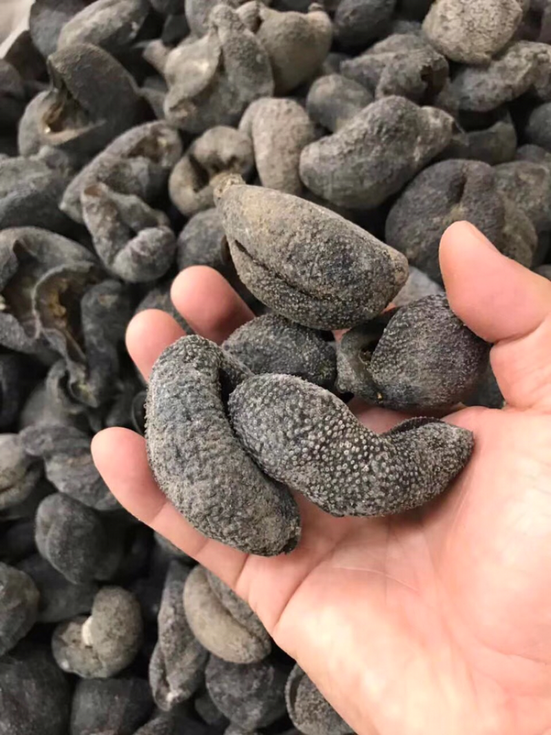 海参，淡干球参