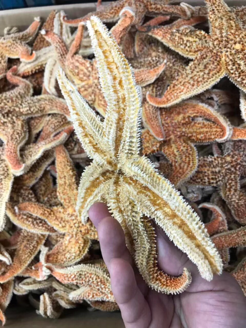 海星，新鲜淡干