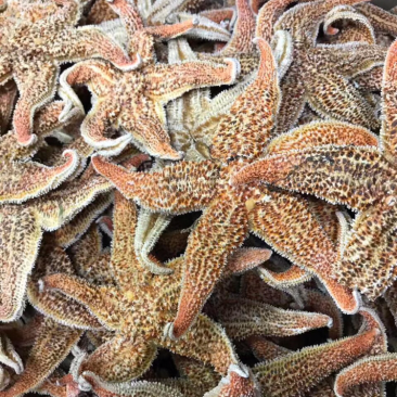 海星，新鲜淡干