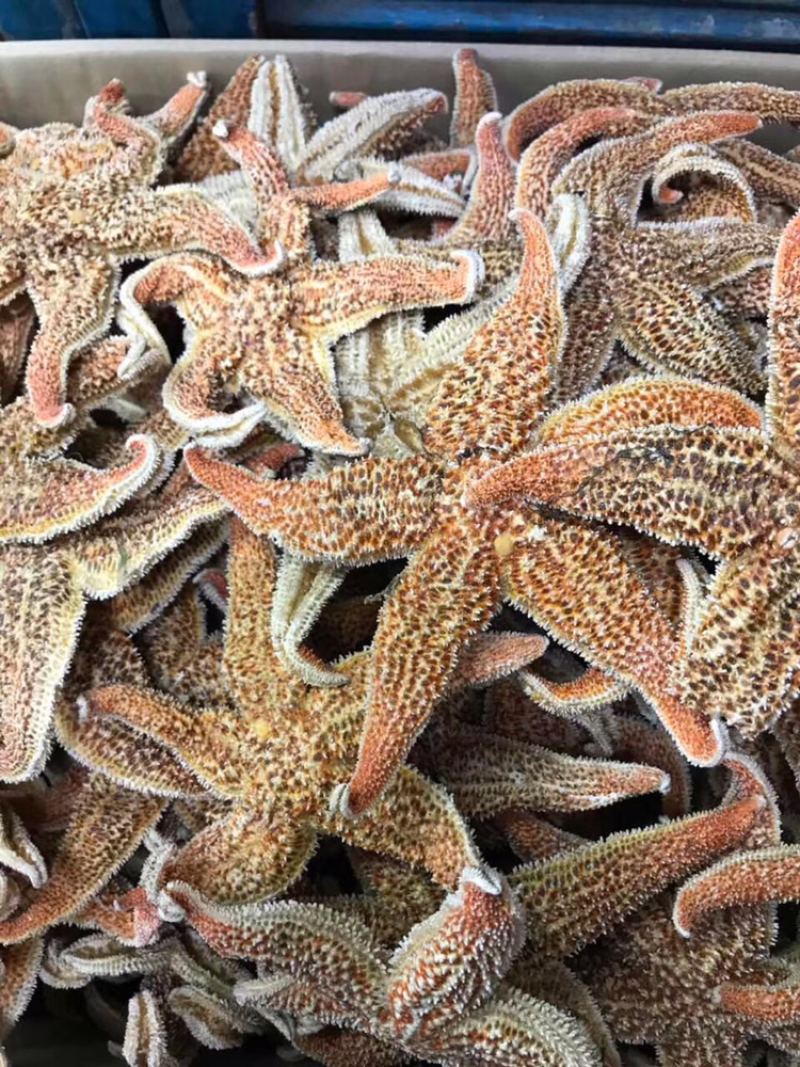 海星，新鲜淡干