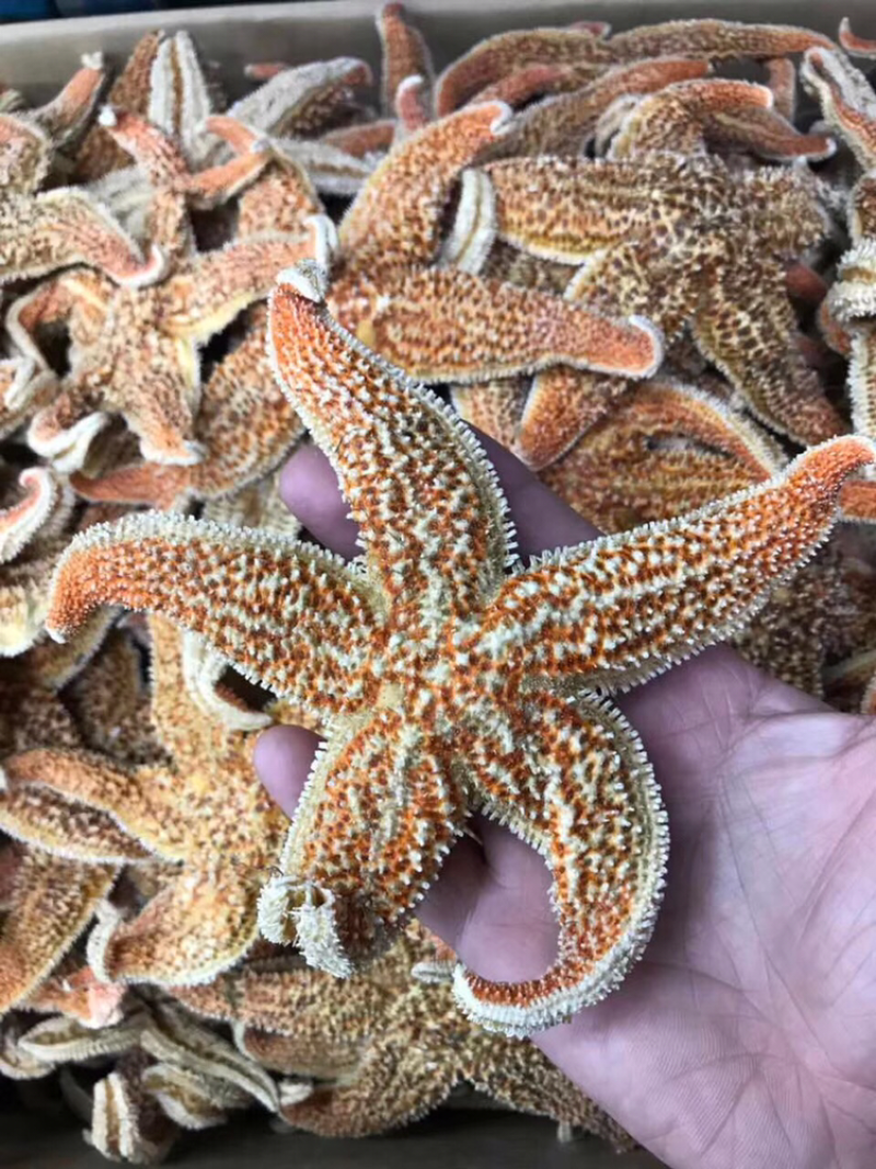 海星，新鲜淡干