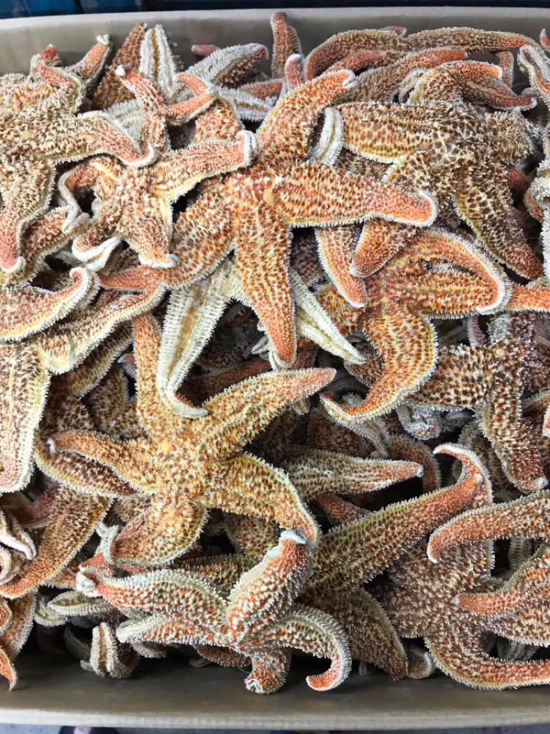 海星，新鲜淡干