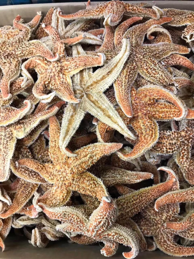 海星，新鲜淡干