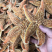 海星，新鲜淡干