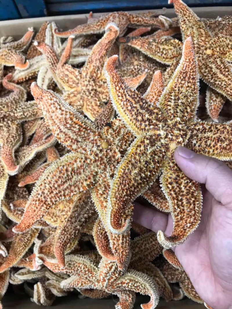 海星，新鲜淡干