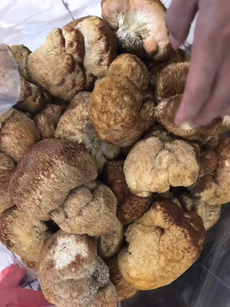 猴头菇