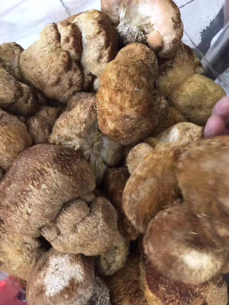 猴头菇