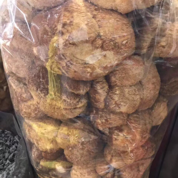 猴头菇