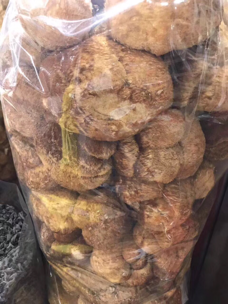 猴头菇