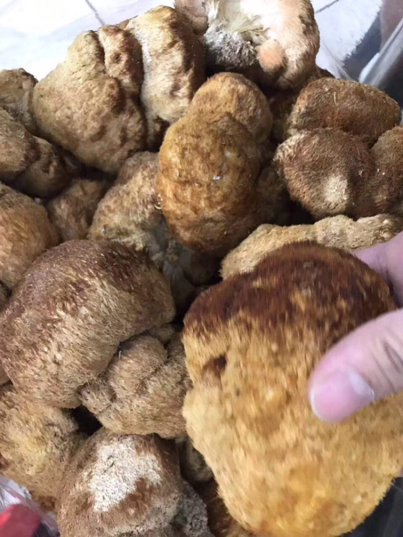 猴头菇