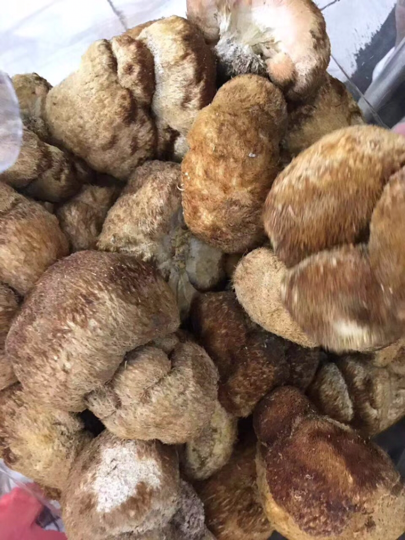 猴头菇