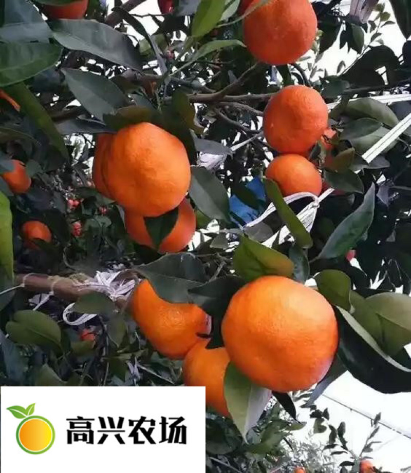 明日见柑橘象山明日见橘子象山高糖度品种