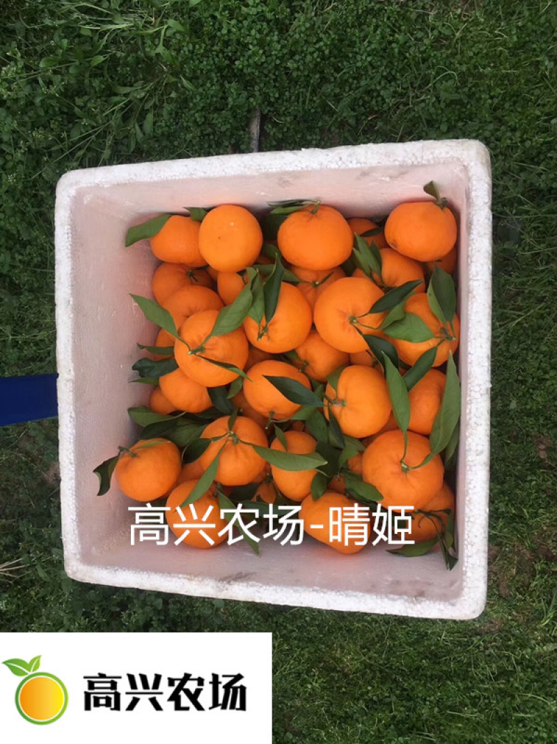 象山晴姬晴姬柑橘苗晴姬柑橘