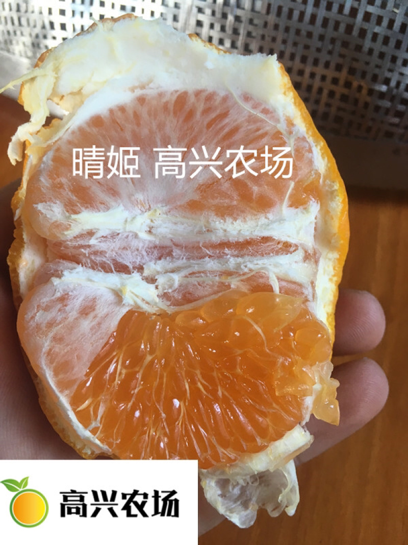 象山晴姬晴姬柑橘苗晴姬柑橘