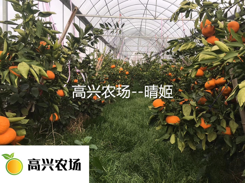 象山晴姬晴姬柑橘苗晴姬柑橘
