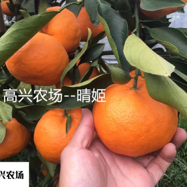 象山晴姬晴姬柑橘苗晴姬柑橘