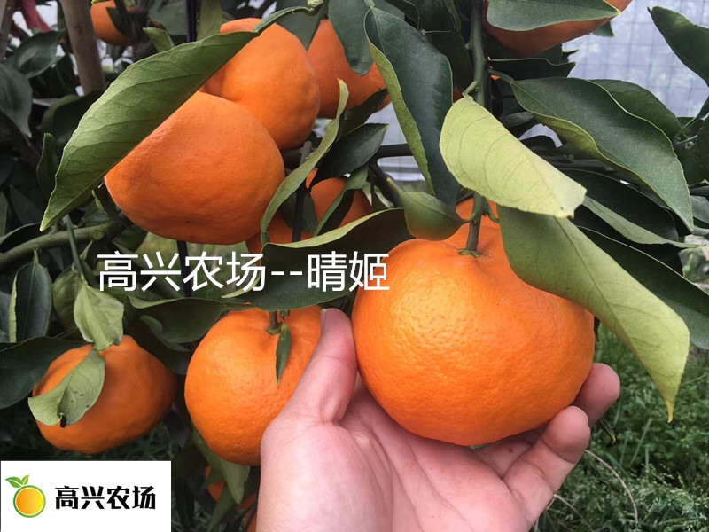 象山晴姬晴姬柑橘苗晴姬柑橘