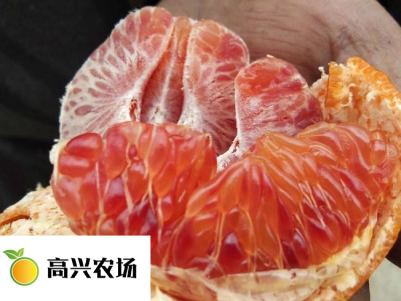 媛红碰柑枝条媛红碰柑柑橘苗象山新品柑橘