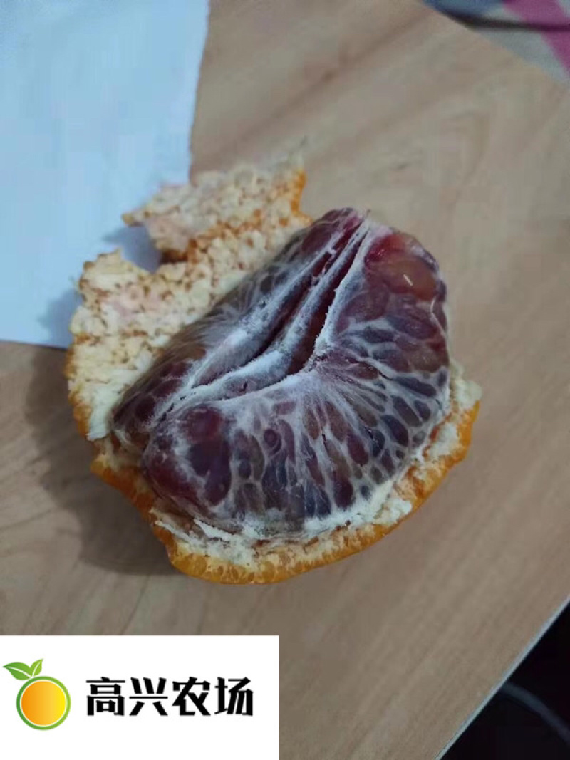媛红碰柑枝条媛红碰柑柑橘苗象山新品柑橘
