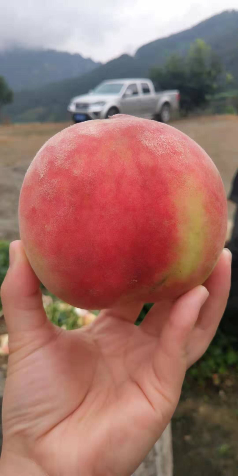 皮球桃