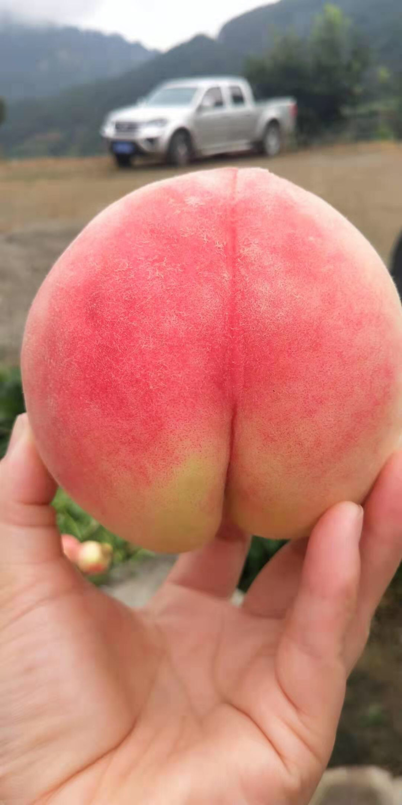 皮球桃